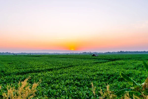 Amanecer sobre el campo de maíz —  Fotos de Stock