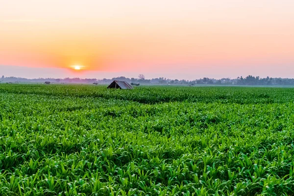 Amanecer sobre el campo de maíz — Foto de Stock