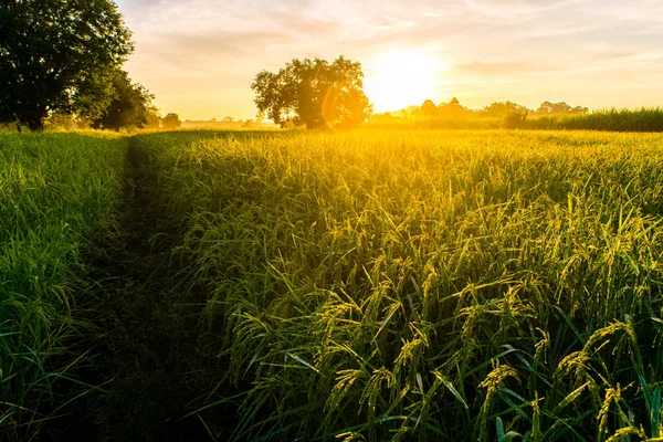 Hermoso atardecer sobre los arrozales — Foto de Stock