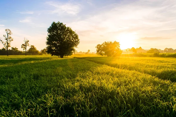 Hermoso atardecer sobre los arrozales — Foto de Stock