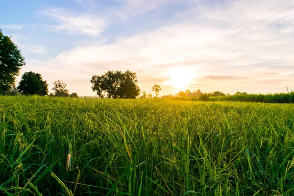 Hermoso atardecer sobre los arrozales — Foto de Stock