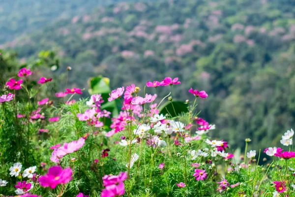 아름 다운 코스모스 꽃 — 스톡 사진
