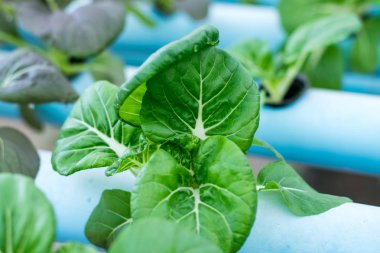 Hydroponic Bok Choy Beyaz Sebzeler