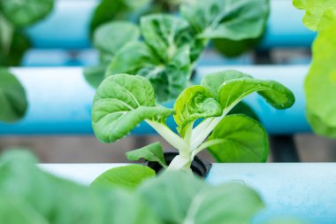 Hydroponic Bok Choy Beyaz Sebzeler