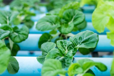 Hydroponic Bok Choy Beyaz Sebzeler