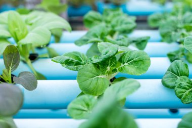 Hydroponic Bok Choy Beyaz Sebzeler