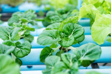 Hydroponic Bok Choy Beyaz Sebzeler
