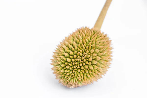 Fiatal organikus durian — Stock Fotó