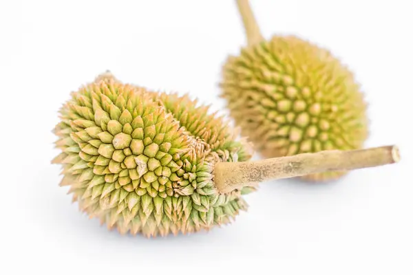 Fiatal organikus durian — Stock Fotó