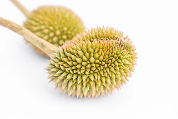 Mladý organický Durian — Stock fotografie