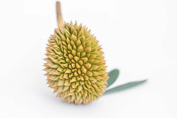 Durian orgánico joven —  Fotos de Stock