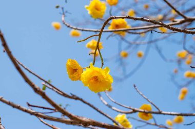 Sarı İpek Pamuk Ağacı çiçekleri