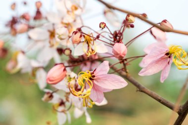 Cassia bakeriana craib