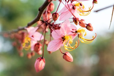Cassia bakeriana craib