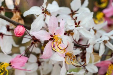 Cassia bakeriana craib