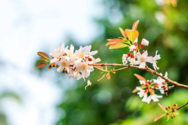 Guttiferae çiçek çiçeği