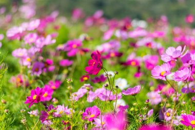 flores hermosas cosmos
