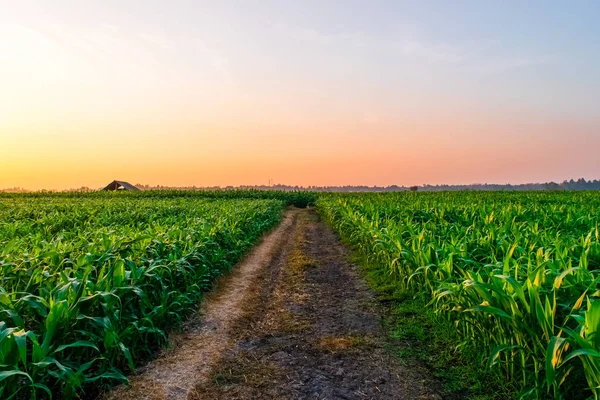 Amanecer sobre el campo de maíz — Foto de Stock