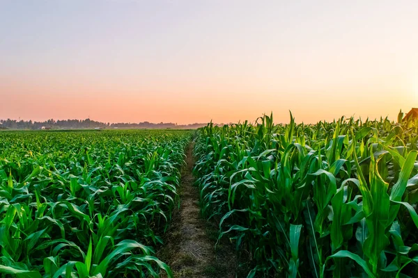 sunrise over the corn field