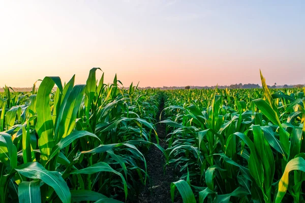 sunrise over the corn field