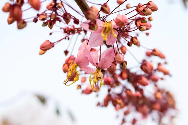 Cassia bakeriana craib — Stock fotografie