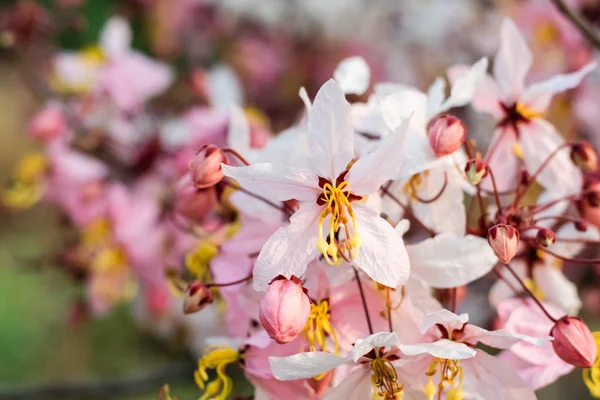 Cassia bakeriana craib — Foto de Stock