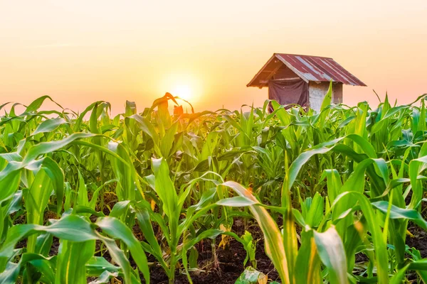 Amanecer sobre el campo de maíz — Foto de Stock