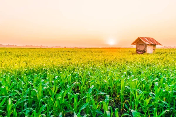 Amanecer sobre el campo de maíz — Foto de Stock