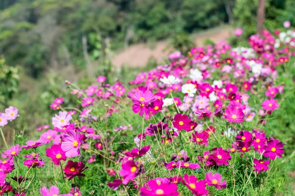 Beautiful cosmos flowers — Stock Photo, Image