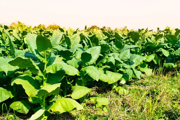 Tabaksplantage veld — Stockfoto