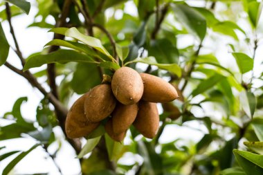 Sapodilla meyvesi ağaçta