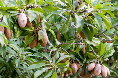 Sapodilla meyvesi ağaçta