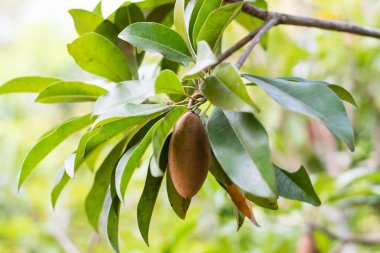 Sapodilla meyvesi ağaçta