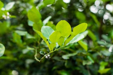 Bergamot green leaf clipart