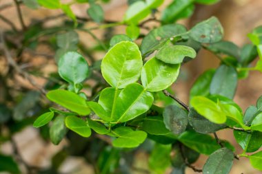 Bergamot yeşil yaprağı