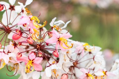 Cassia bakeriana craib,