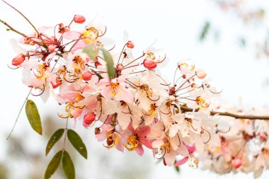 Cassia bakeriana craib,