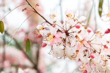 Cassia bakeriana craib,