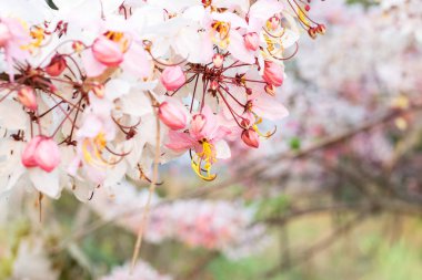 Cassia bakeriana craib,