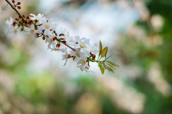 Guttiferae fiore — Foto Stock