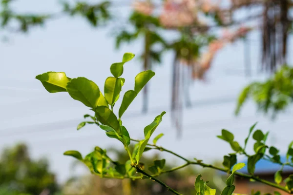 Бергамотский зелёный лист — стоковое фото