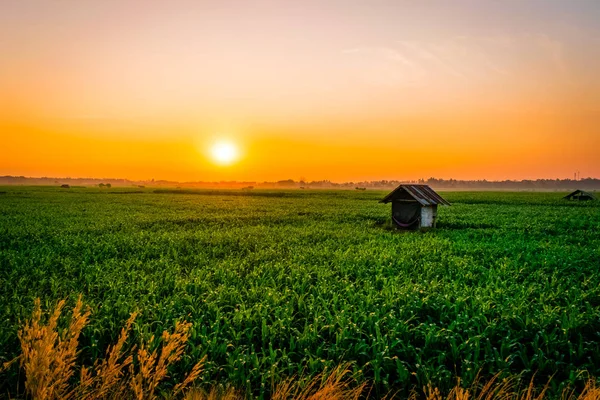 Coucher de soleil sur les champs de maïs — Photo