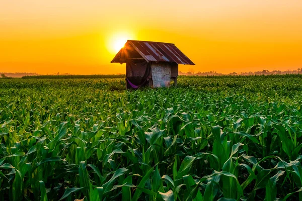 Puesta de sol en los campos de maíz — Foto de Stock