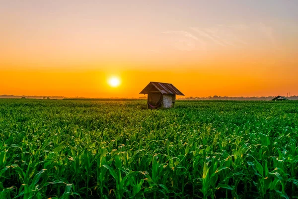 Solnedgang på maisåkeren – stockfoto