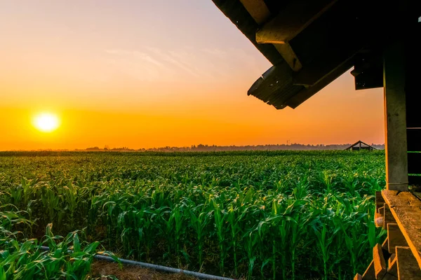 Puesta de sol en los campos de maíz — Foto de Stock