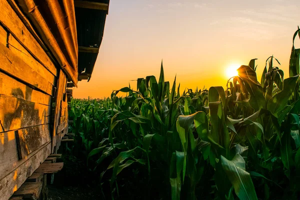 Puesta de sol en los campos de maíz — Foto de Stock