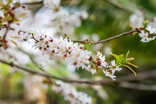 古桃花花 — 图库照片