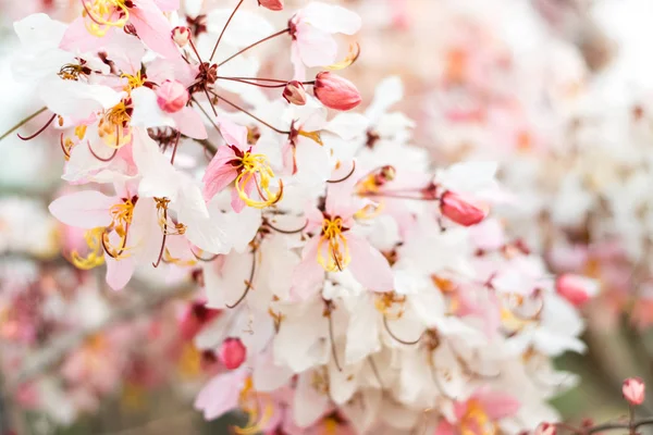 Cassia bakeriana craib,