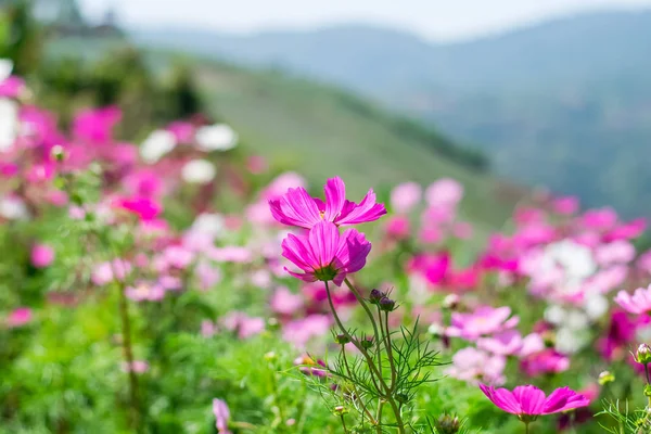 Flores hermosas cosmos — Stok fotoğraf