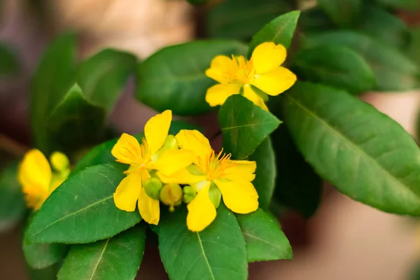 黄色米老鼠植物花 — 图库照片